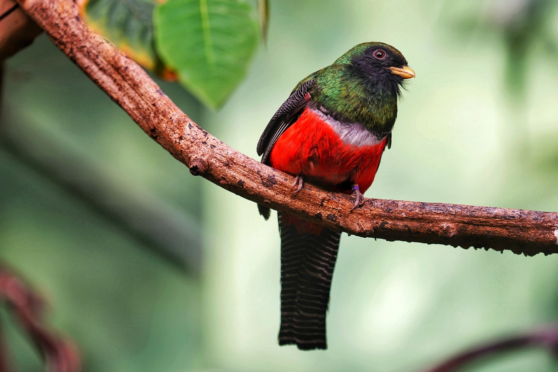 Trogon