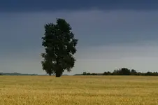 ***