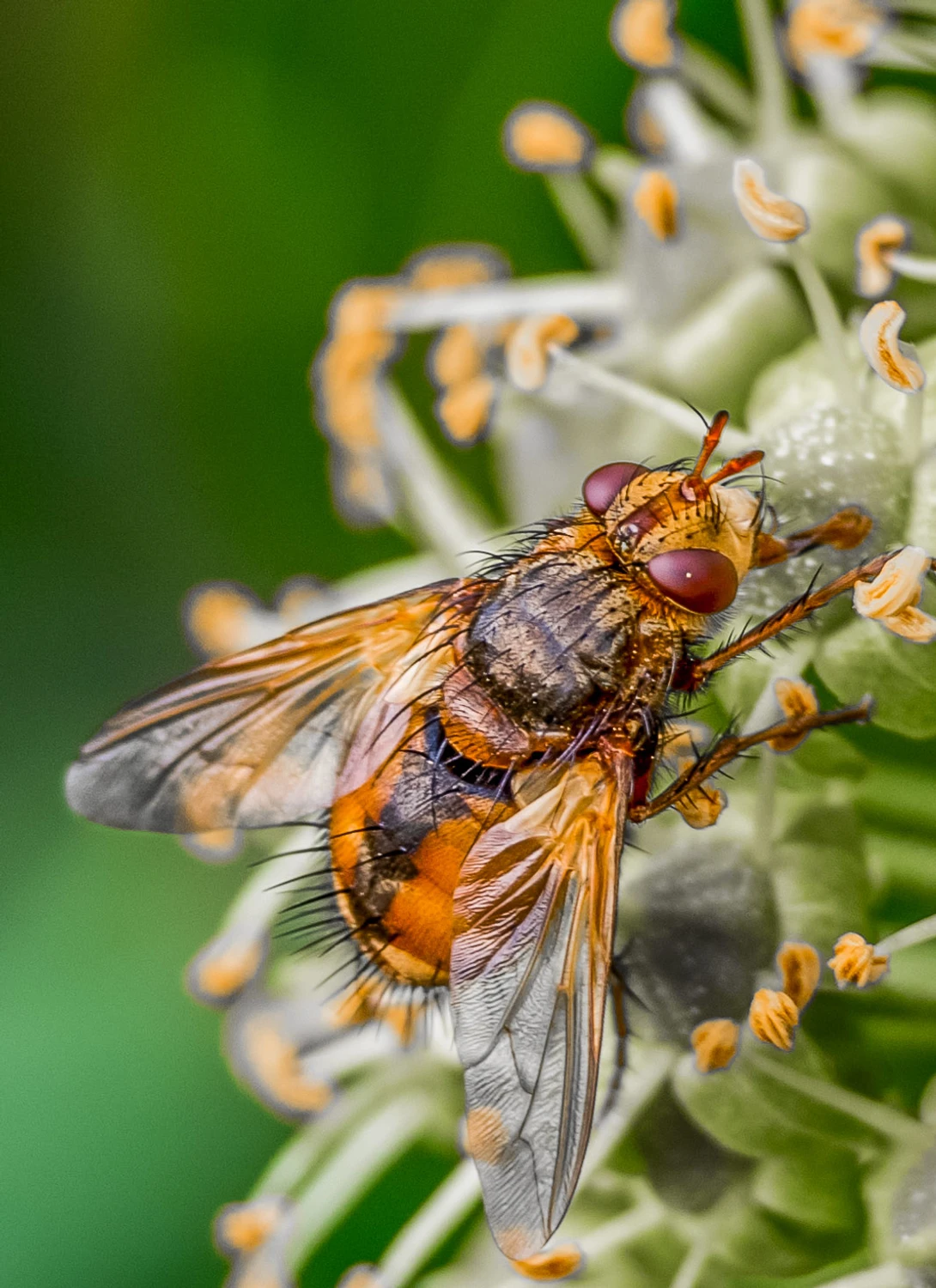 Rączyca rdzawa (Tachina fera).