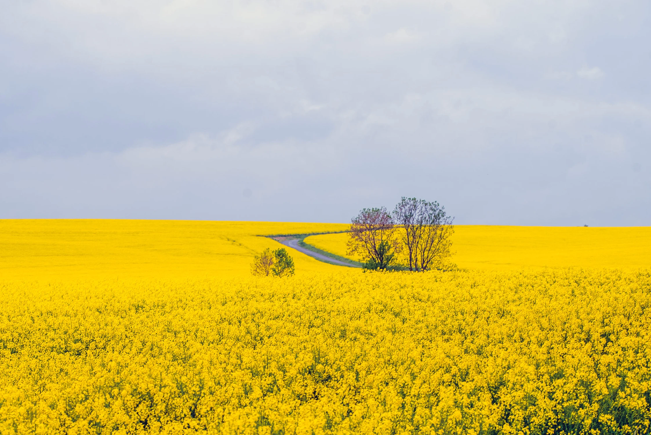Żółta rzeka i samotna wyspa..