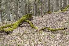 Leśne stwory