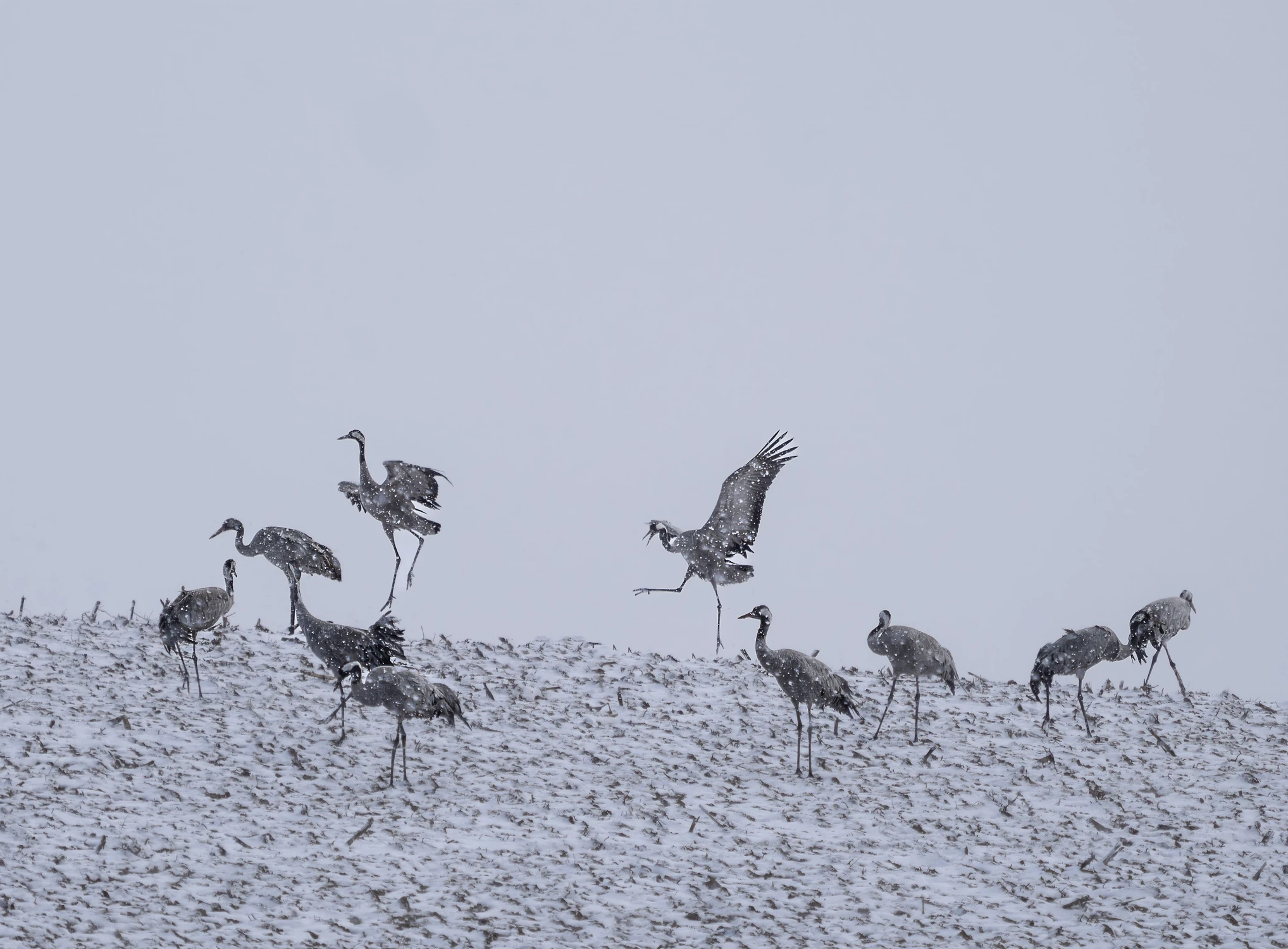 Hu hu ha Nasza Zima Zła
