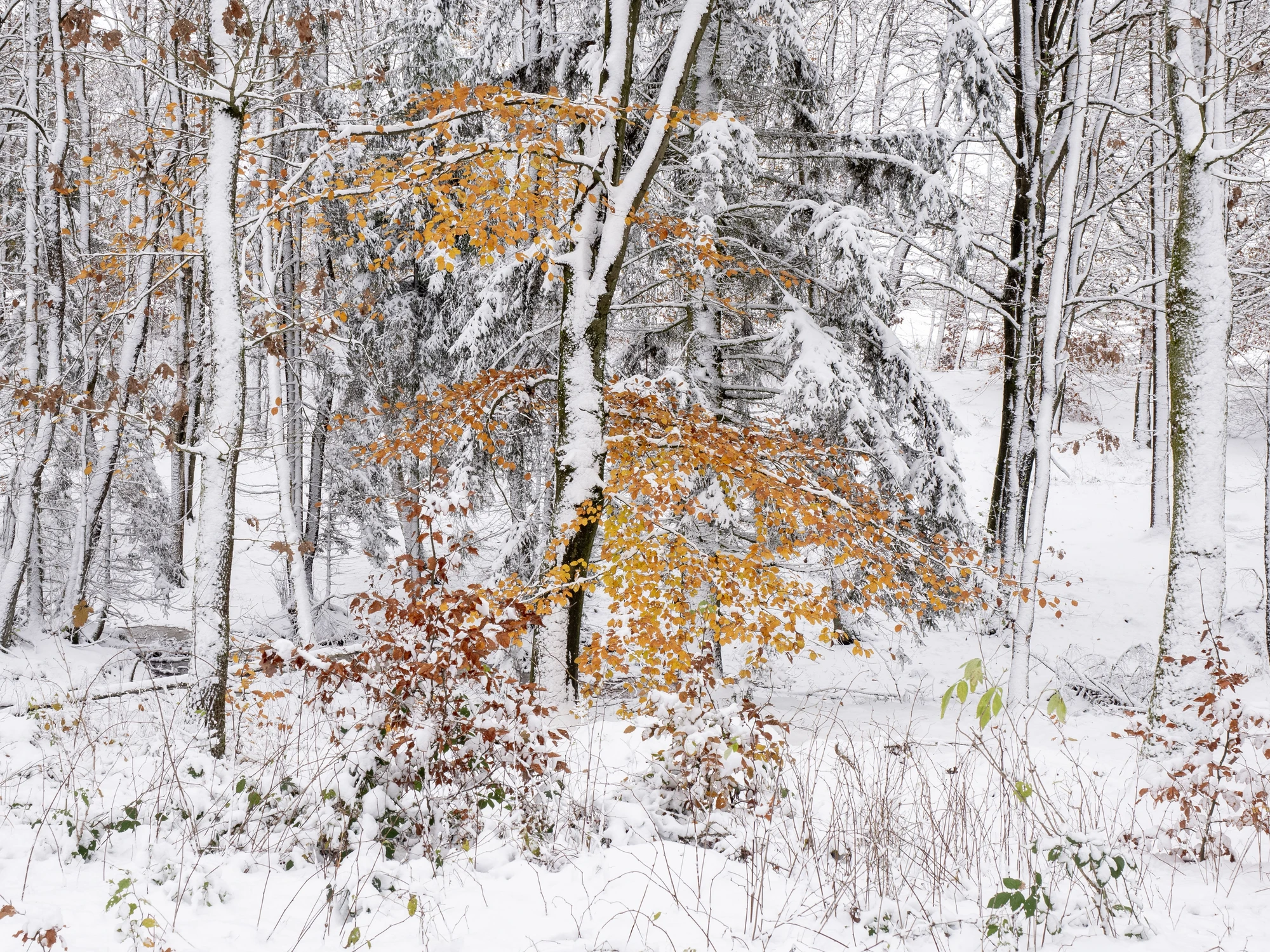 Kolorowy odcień bieli