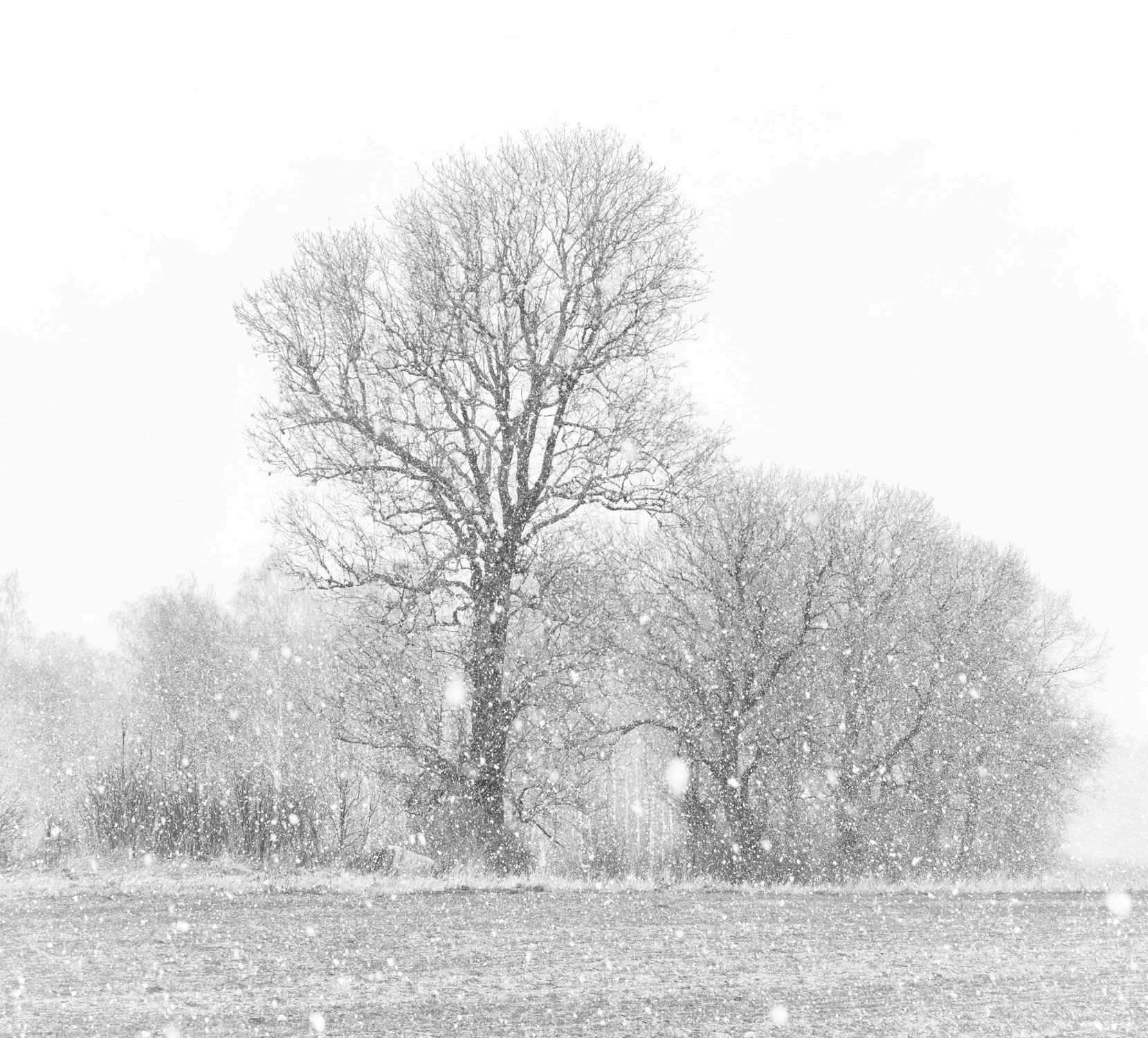 Białym puchem otulone