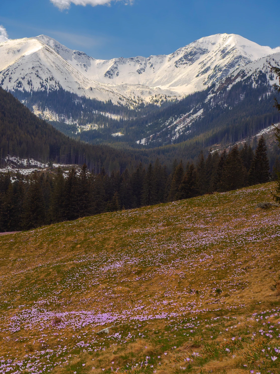 Polana Chochołowska.