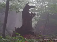 Niedźwiedź na szlaku!