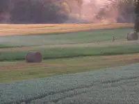 Poranne szwędanie