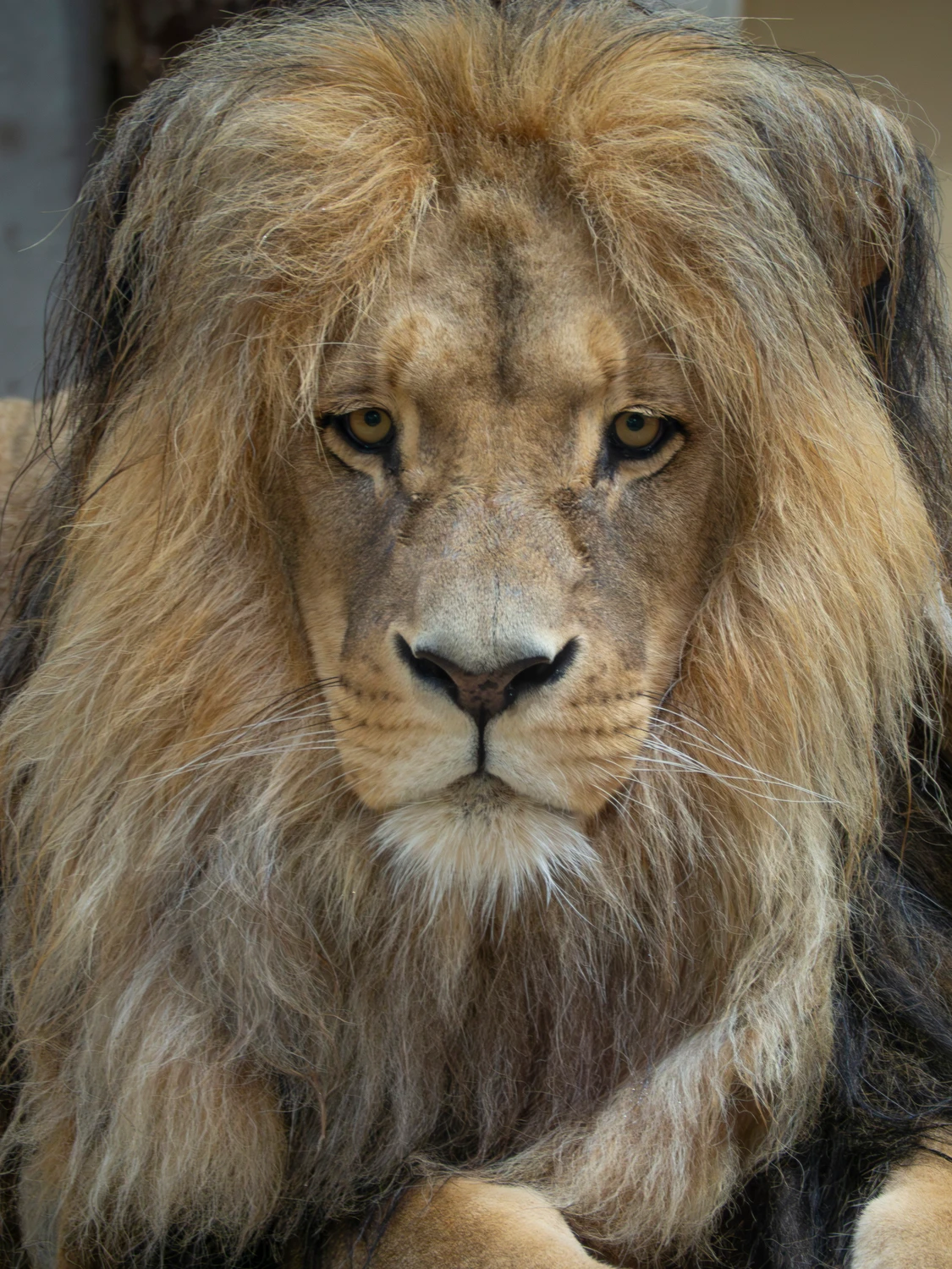 "Aslan"