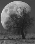 Lunofilia
