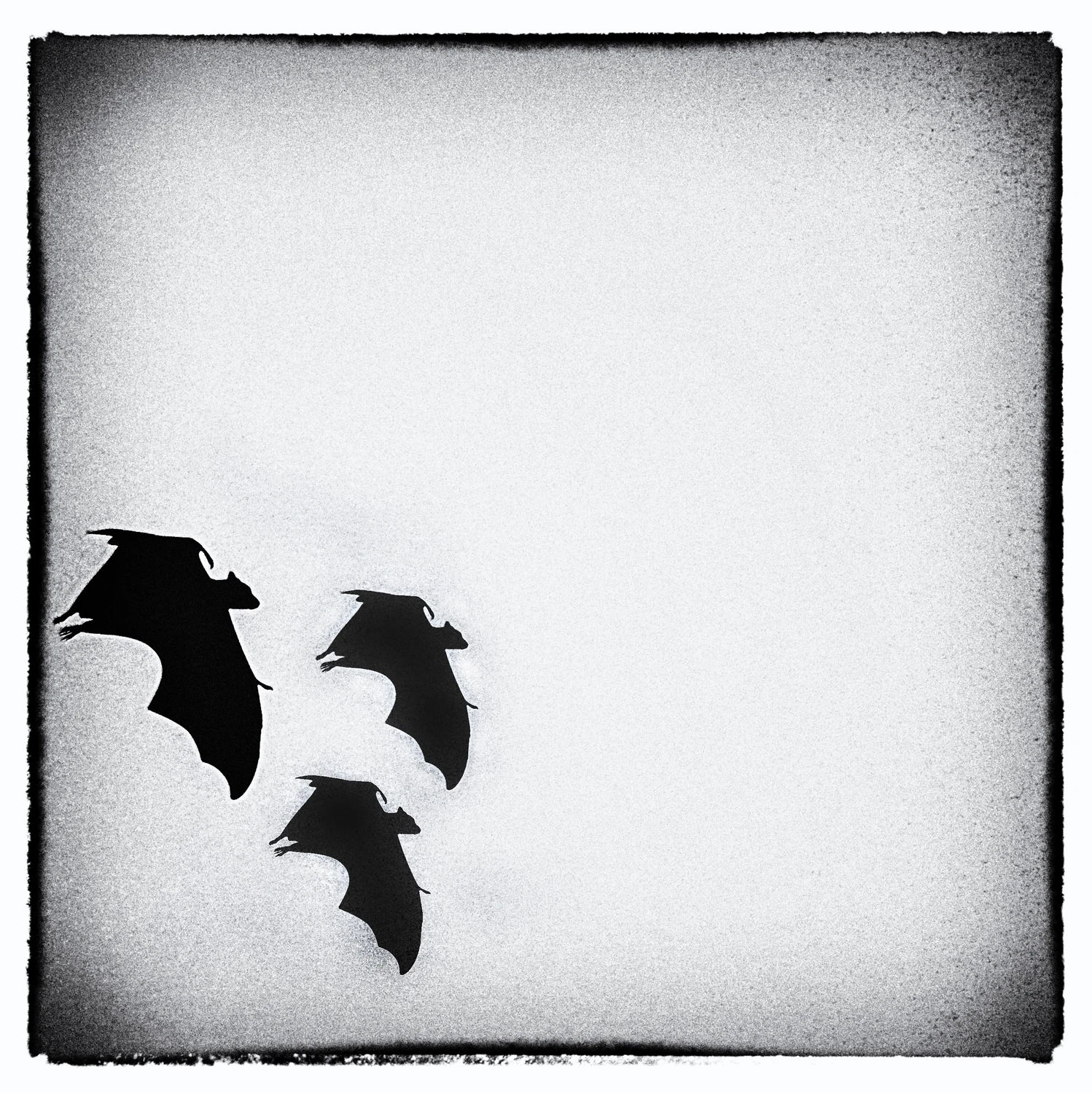 Bats
