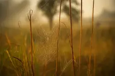 Pajęczyna o poranku