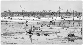 Gdzie drzewa umierają