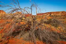Colours of Australia - Rainbow Valley Conservation Reserve