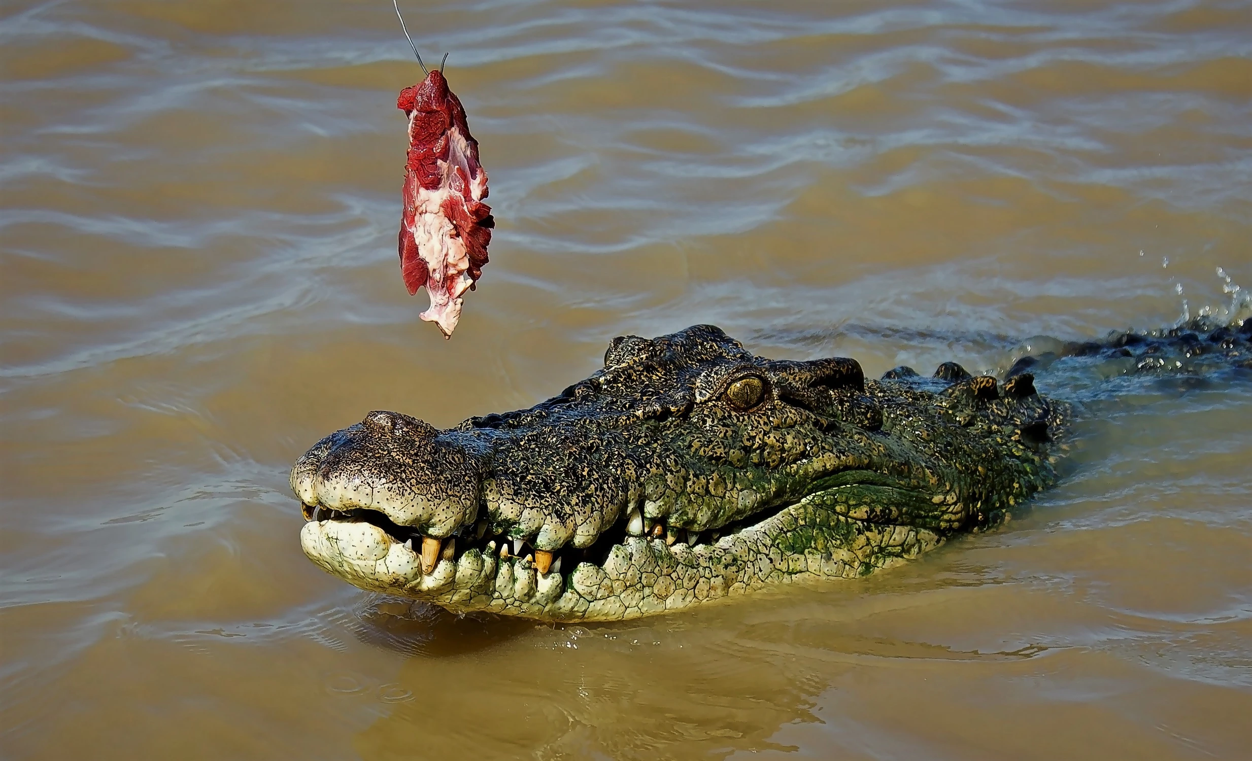 Może nakarmimy krododyla