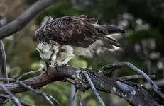 Rybołów australijski