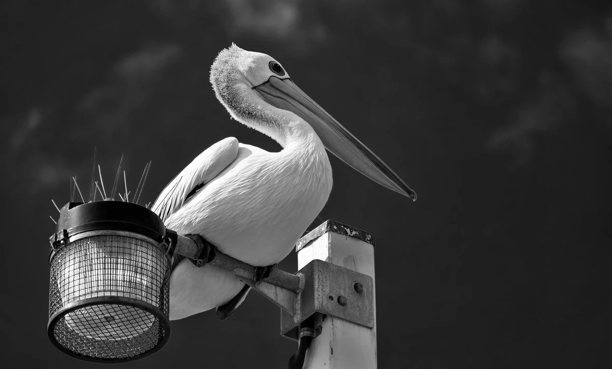 Widzę was wszystkich z tej lampy 