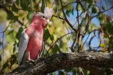 Galah
