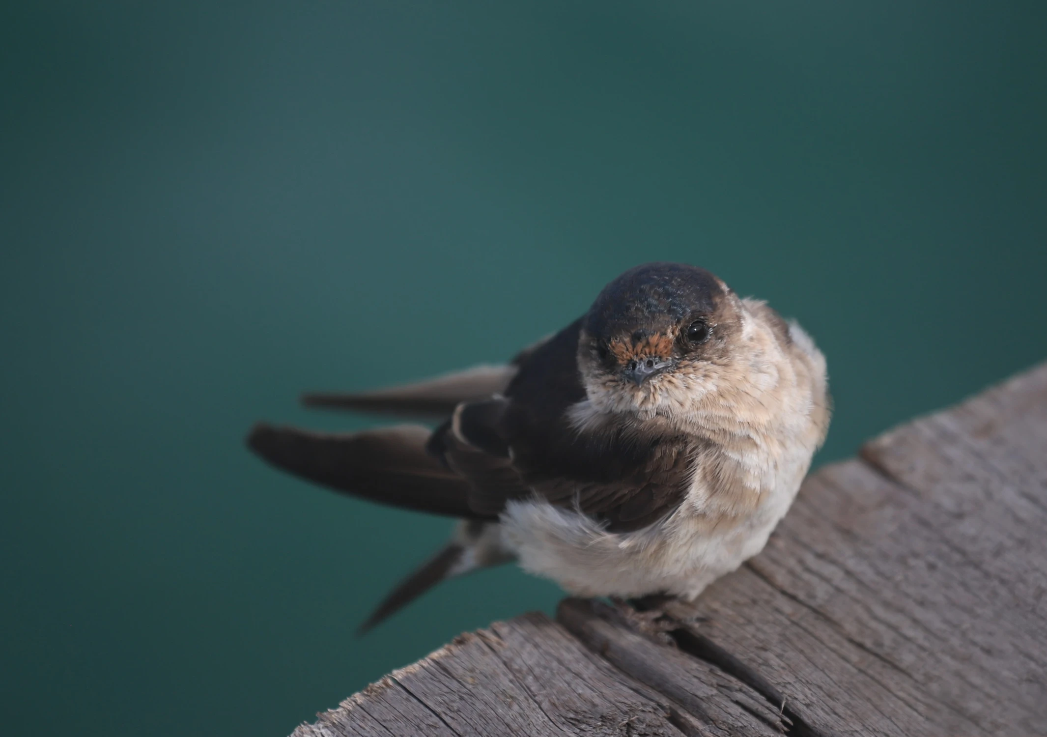 Przysiadł sobie na krawędzi molo