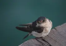 Przysiadł sobie na krawędzi molo