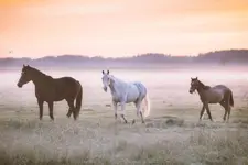 Bajka o poranku.