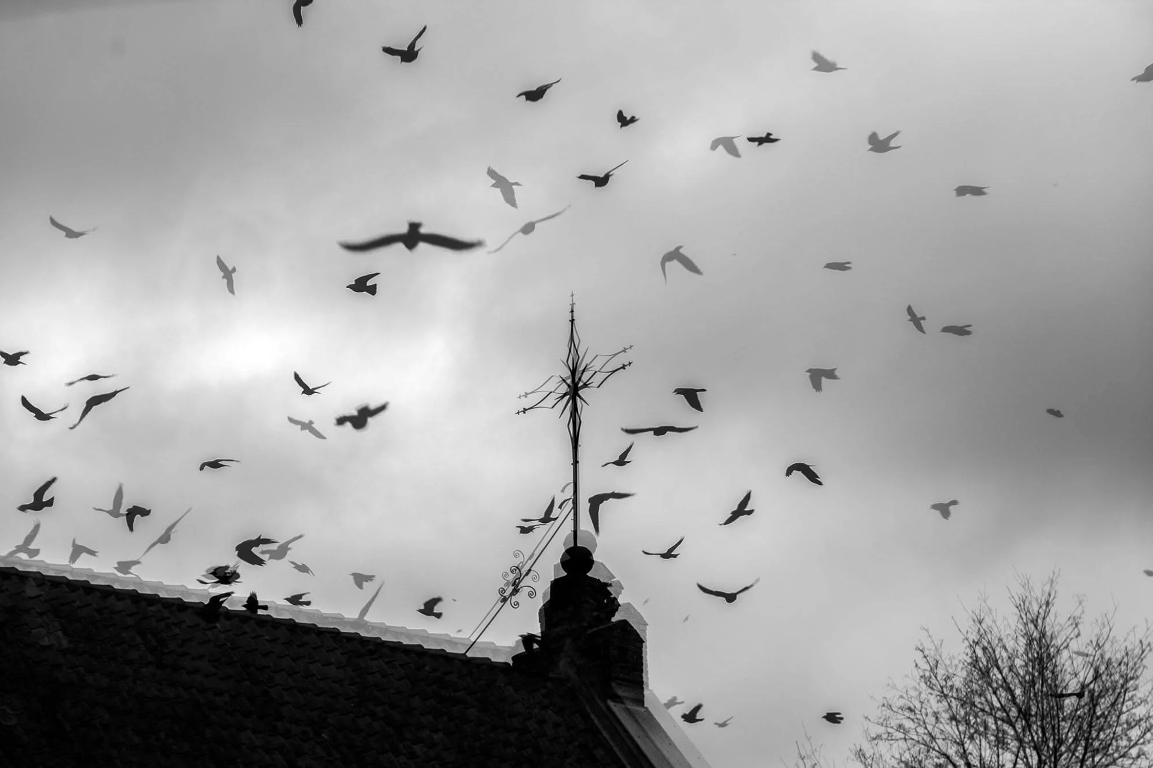 Birds, part II. 