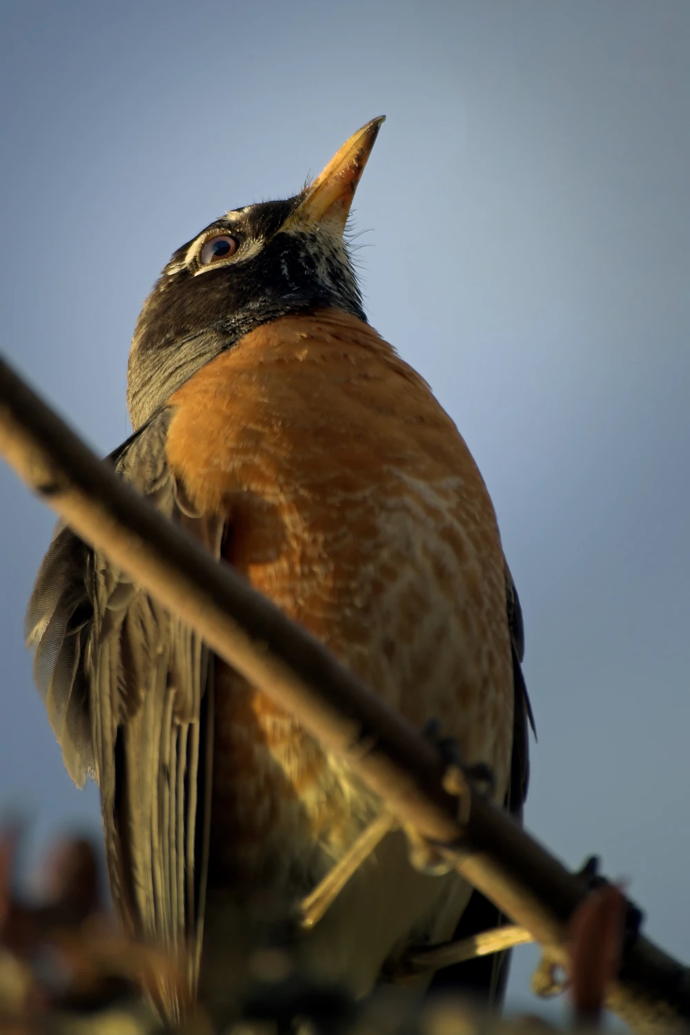 Dumny Robin