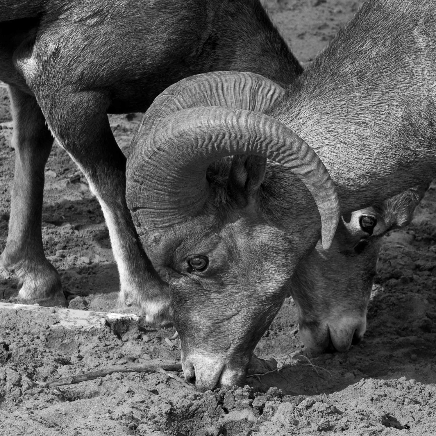Bighorn sheep