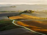W rytmie cyprysów
