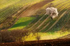 Tam, gdzie kwitnie cisza