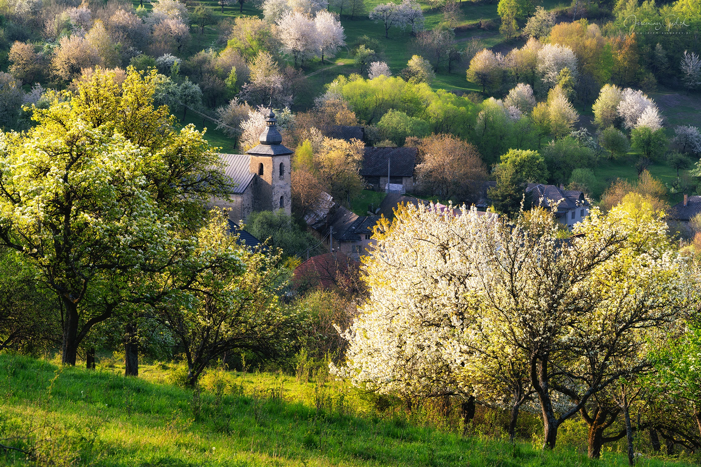 Brdárka w rozkwicie
