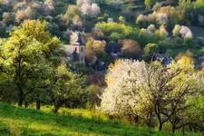 Brdárka w rozkwicie