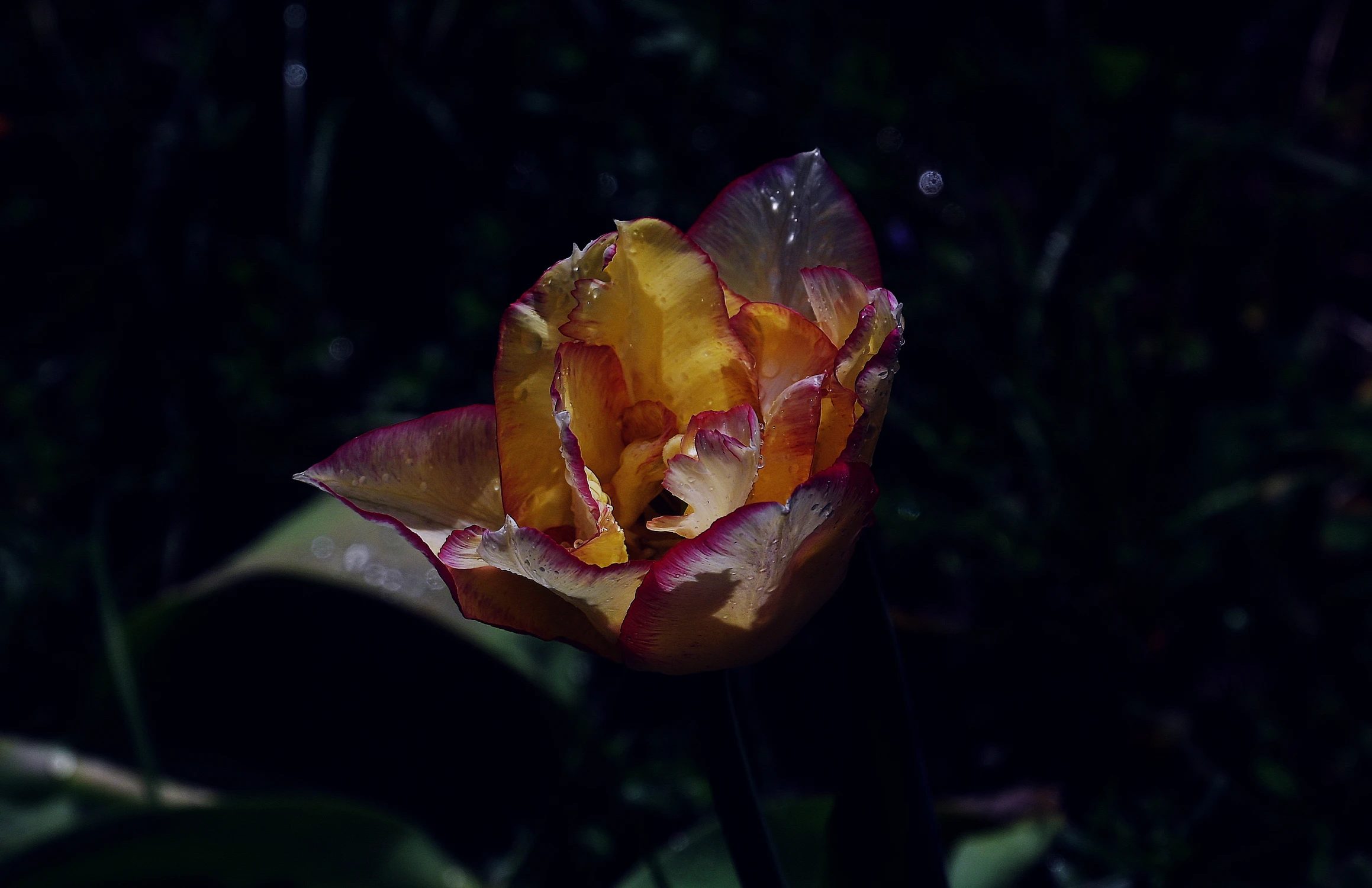 Tulipek II