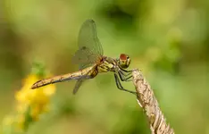 wspomnienie lata