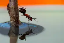 Pić się chce