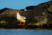 nurogęś