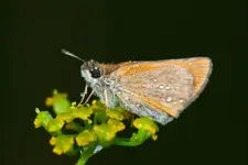 Karłątek
