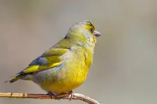 Dzwoniec