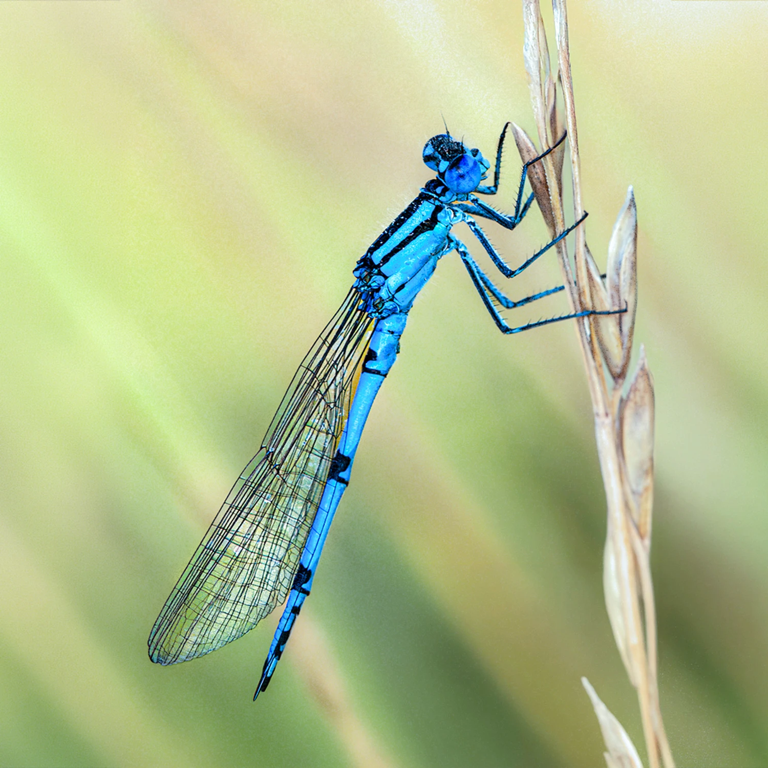Ważka - Łątka dzieweczka