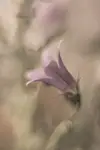 HSC
