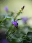 OSTDZ I