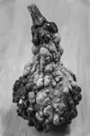Forma II