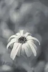 FY