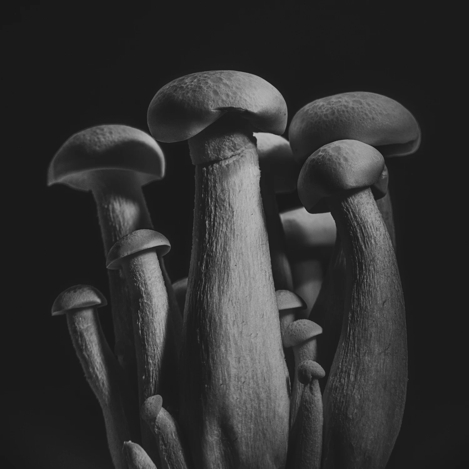 Silna Grupa