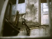 miejskie ptaki