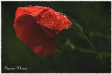 Papaver rhoeas