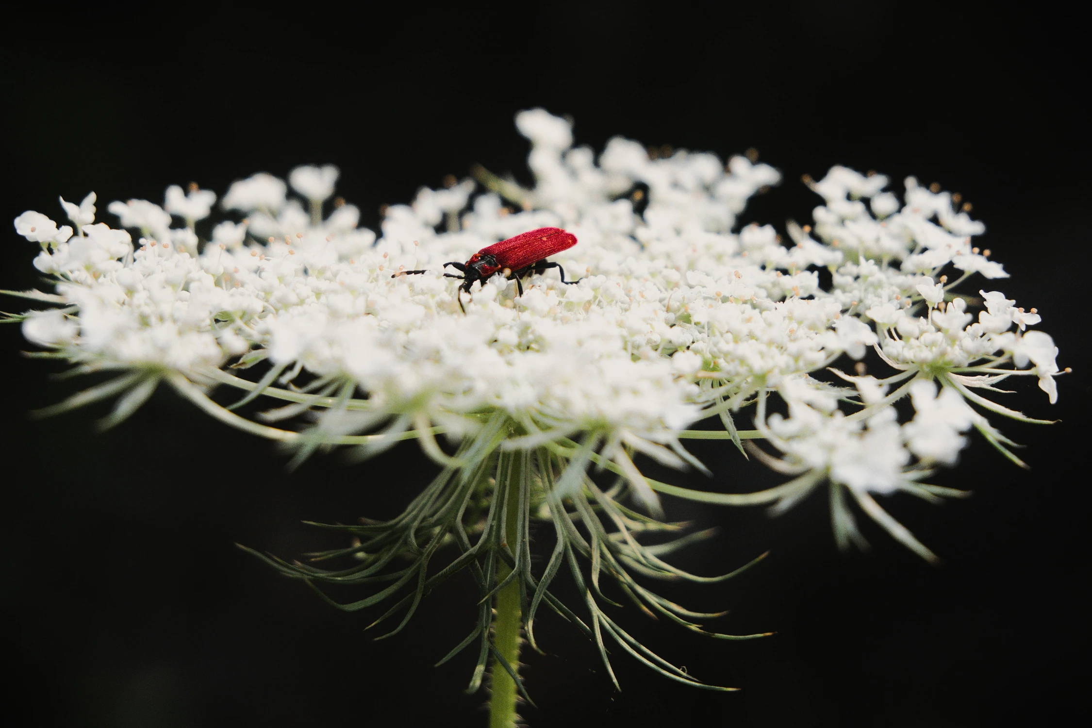 Red Beetle
