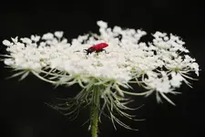 Red Beetle