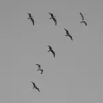7