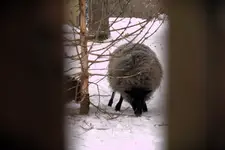 Każdy miał swoje drzewko świą...