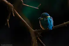 zimorodek 